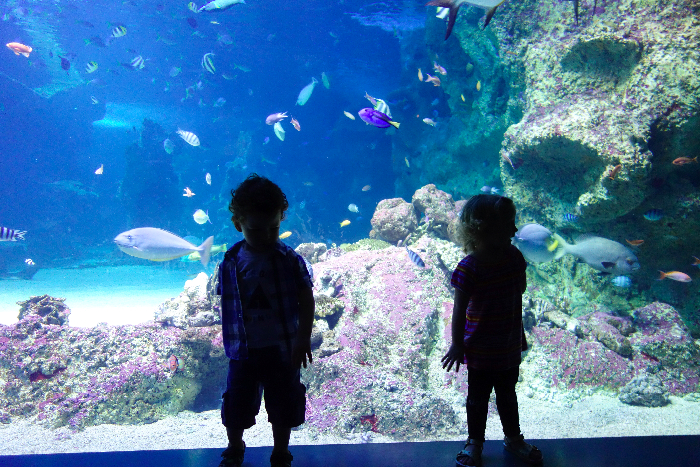 #sealife #sydney #aquarium #australia via brunchwithmybaby.com