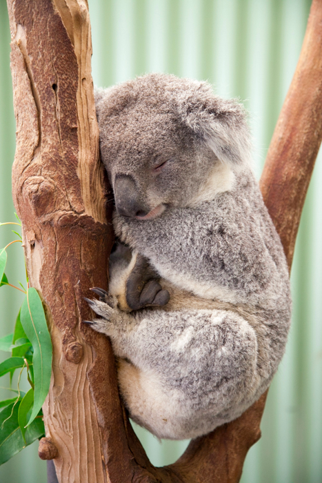 Featherdale #Wildlife Park #Sydney #Australia via brunchwithmybaby.com