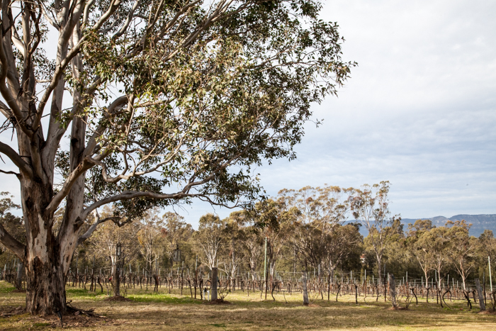 Hunter Valley via akissgoodnight.co