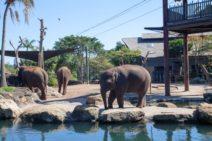 A Guide to #Taronga Zoo With Little Kids #Sydney via brunchwithmybaby.com