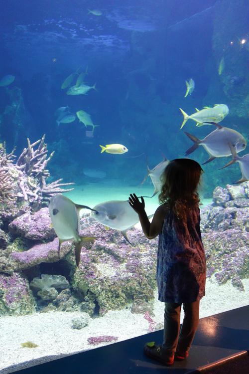 #Octonauts at #Sydney #SeaLife #Aquarium via christineknight.me