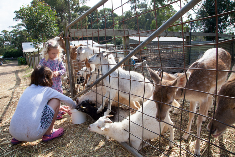 Golden Ridge Animal Farm #Sydney via christineknight.me