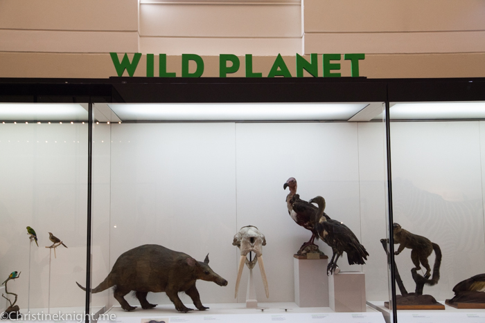 Wild Planet at the Australian Museum via christineknight.me