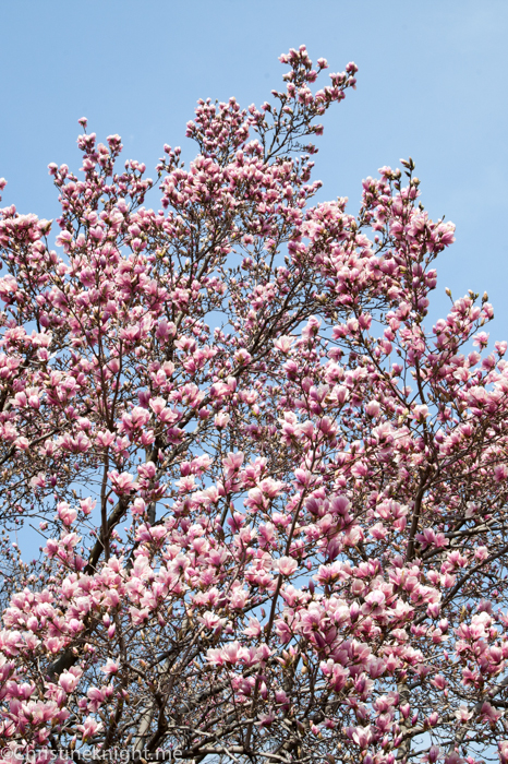 Central Park for Families via christineknight.me