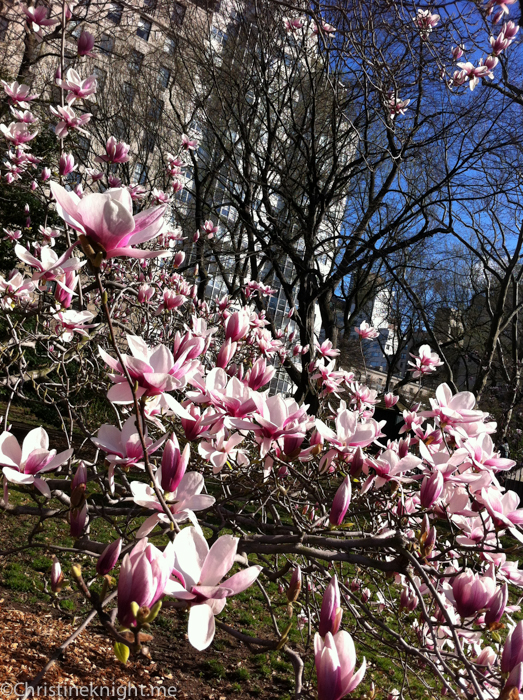 Central Park for Families via christineknight.me