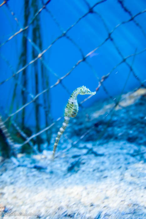 Manly SEA LIFE Sanctuary #Sydney via christineknight.me