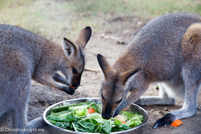 Central Gardens, Merrylands: The best of southwest Sydney for families via christineknight.me