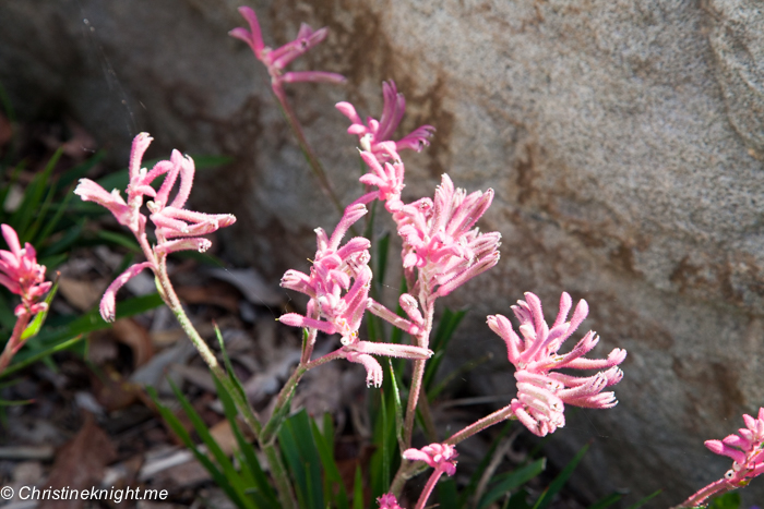 The Australian Botanic Gardens, Mount Annan via christineknight.me