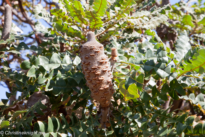 The Australian Botanic Gardens, Mount Annan via christineknight.me