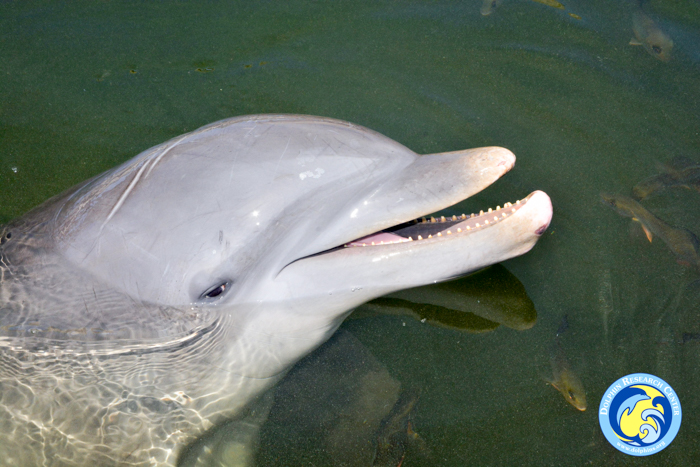 Dolphin Research Centre, Florida Keys via christineknight.me