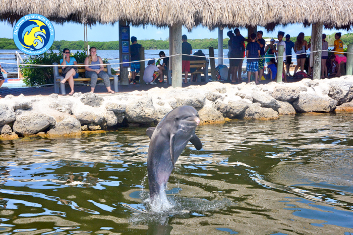 Dolphin Research Centre, Florida Keys via christineknight.me