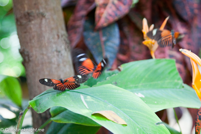 Butterfly Conservatory Key West, Florida Keys, via christineknight.me