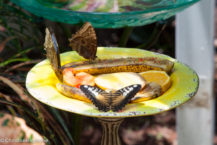 Butterfly Conservatory Key West, Florida Keys, via christineknight.me