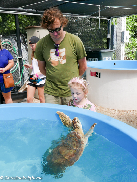 Marathon Turtle Hospital, Florida Keys, via christineknight.me