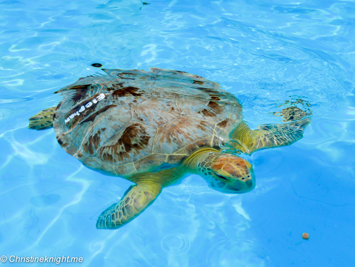 Marathon Turtle Hospital, Florida Keys, via christineknight.me