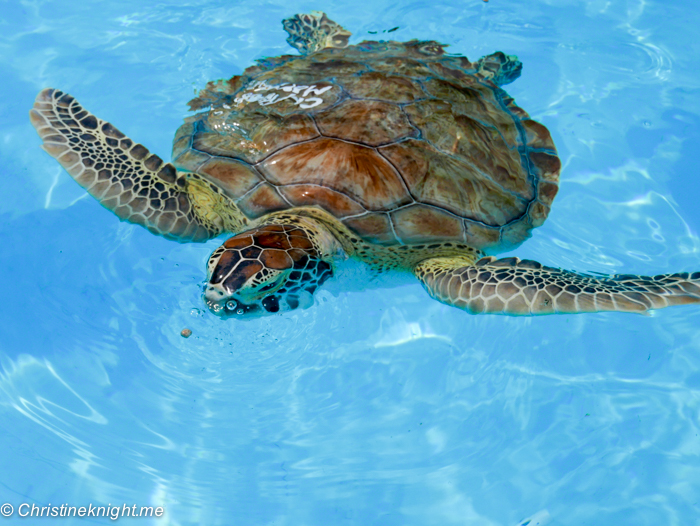 Marathon Turtle Hospital, Florida Keys, via christineknight.me