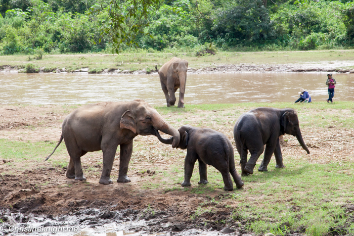 Elephant Nature Park, Chiang Mai, Thailand