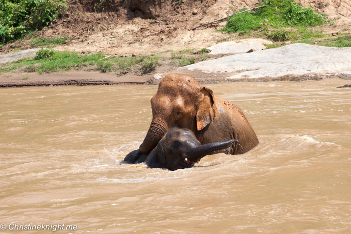 Elephant Nature Park, Chiang Mai, Thailand