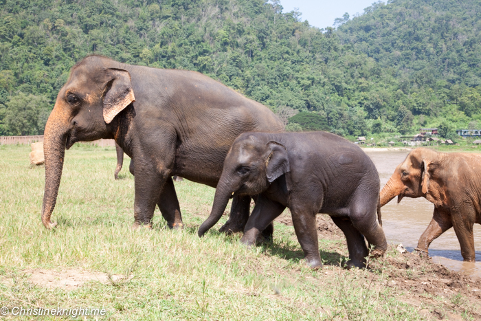 Elephant Nature Park, Chiang Mai, Thailand