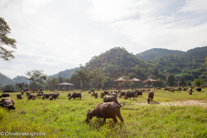 Elephant Nature Park, Chiang Mai, Thailand