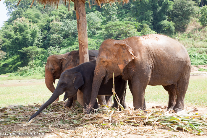 Elephant Nature Park, Chiang Mai, Thailand