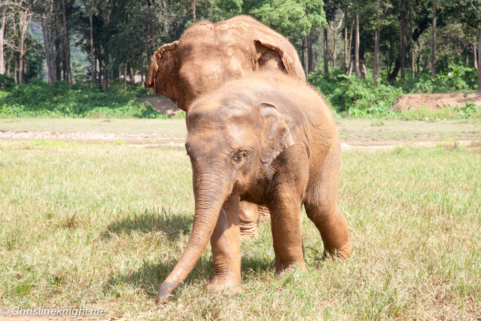 Elephant Nature Park, Chiang Mai, Thailand