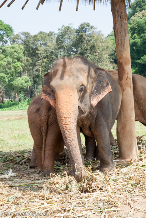 Elephant Nature Park, Chiang Mai, Thailand