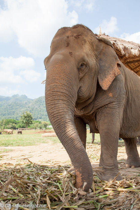 Elephant Nature Park, Chiang Mai, Thailand