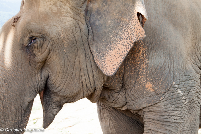 Elephant Nature Park, Chiang Mai, Thailand