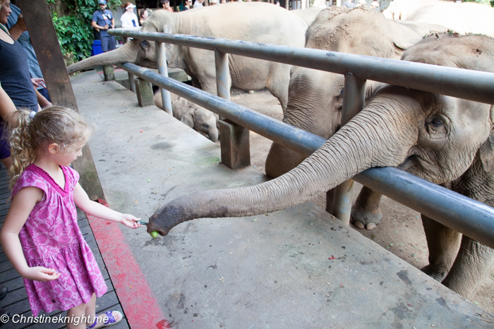 Elephant Nature Park, Chiang Mai, Thailand