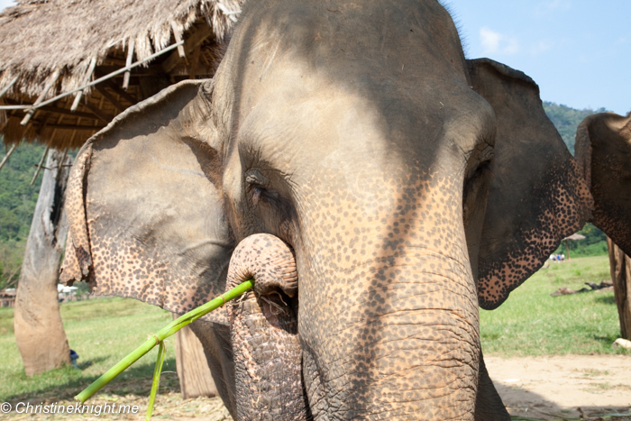 Elephant Nature Park, Chiang Mai, Thailand