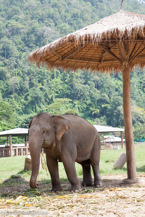 Elephant Nature Park, Chiang Mai, Thailand