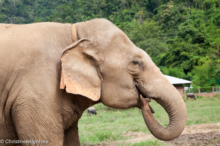 Elephant Nature Park, Chiang Mai, Thailand