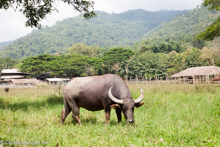 Elephant Nature Park, Chiang Mai, Thailand