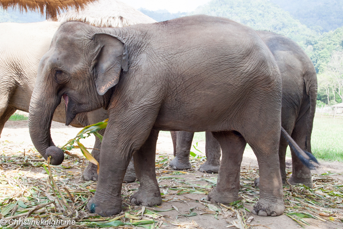 Elephant Nature Park, Chiang Mai, Thailand