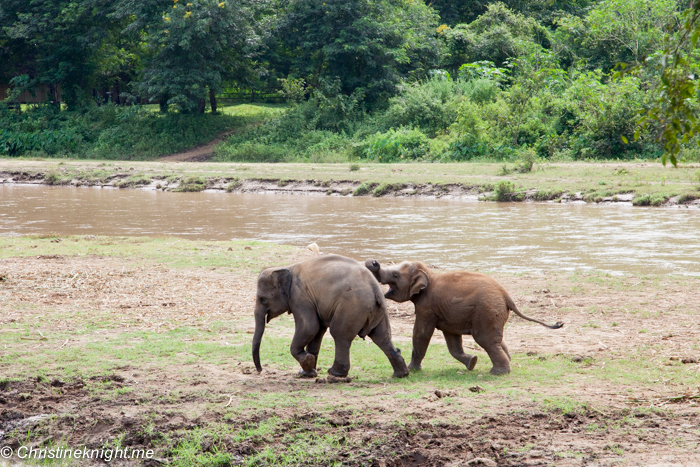 Elephant Nature Park, Chiang Mai, Thailand