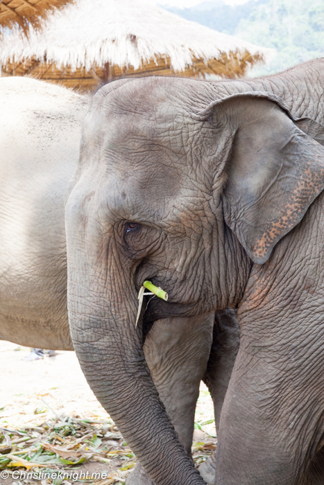 Elephant Nature Park, Chiang Mai, Thailand