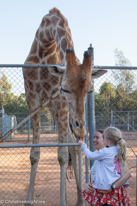 Giraffe feeding at Taronga Western Plains Zoo, Dubbo, Australia