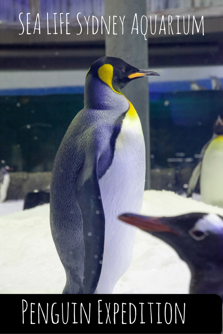 SEA LIFE Sydney Aquarium Penguin Expedition, Sydney, Australia