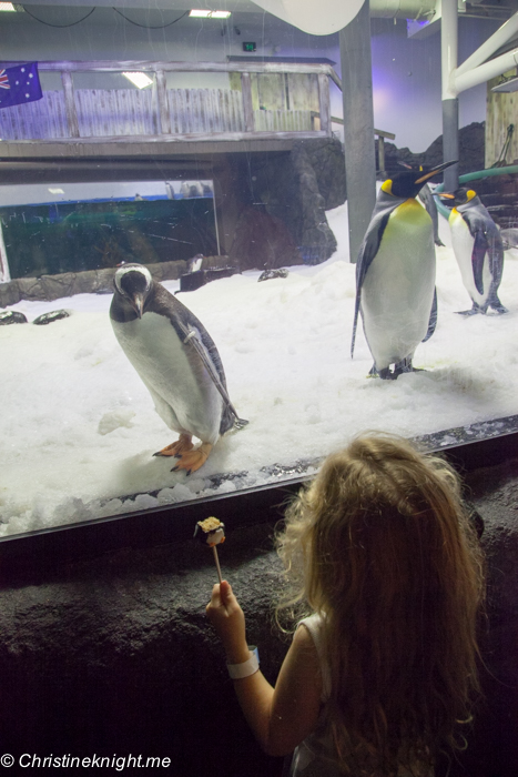 SEA LIFE Sydney Aquarium Penguin Expedition