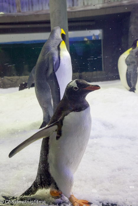 SEA LIFE Sydney Aquarium Penguin Expedition
