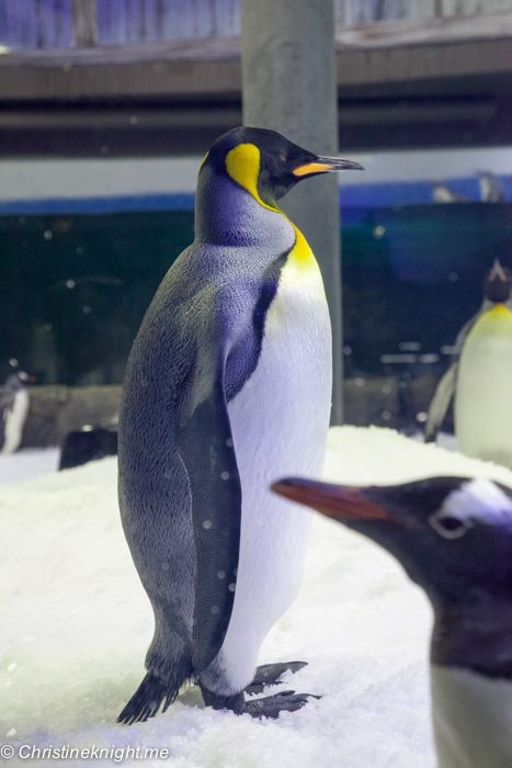 SEA LIFE Sydney Aquarium Penguin Expedition