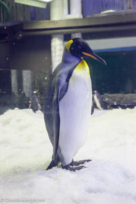 SEA LIFE Sydney Aquarium Penguin Expedition