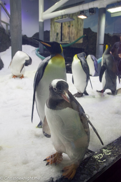 SEA LIFE Sydney Aquarium Penguin Expedition