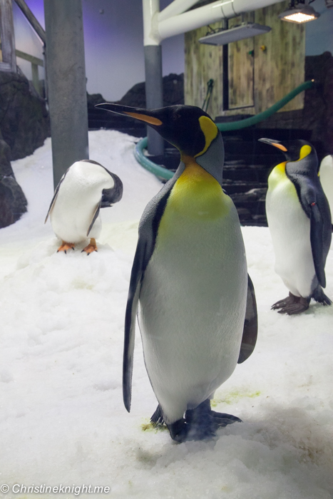 SEA LIFE Sydney Aquarium Penguin Expedition