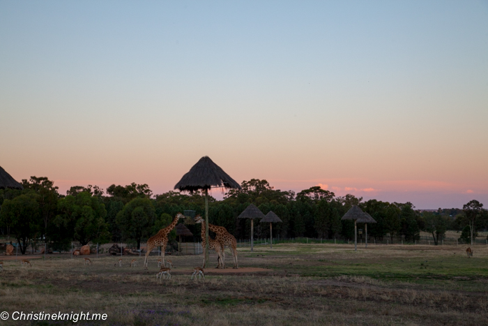 A Stay at Zoofari Lodges Taronga Western Plains Zoo, Dubbo, Australia