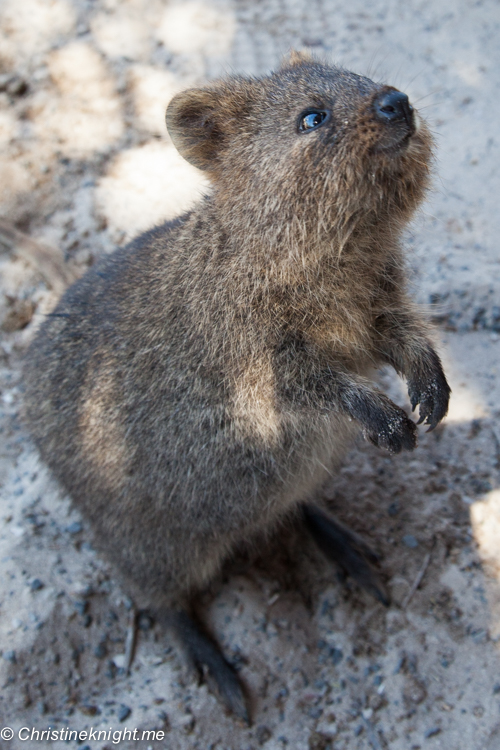 Rottnest Island, Western Australia