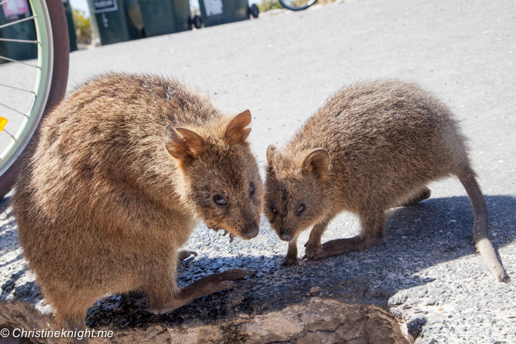 Rottnest Island, Western Australia