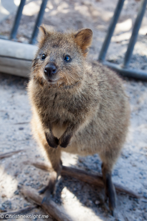 Rottnest Island, Western Australia