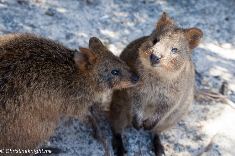 Rottnest Island, Western Australia